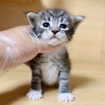 サイベリアン【東京都・男の子・2023年5月28日・ブラウンタビー&ホワイト】の写真「ゴロゴロが大好き甘えん坊男の子です😍」