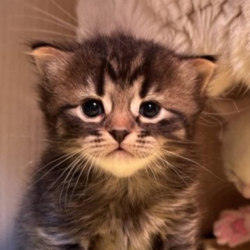 アメリカンショートヘア【東京都・男の子・2023年11月19日・ブラウンタビー】の写真「クリスマス価格🎄まん丸顔🤎可愛い子」