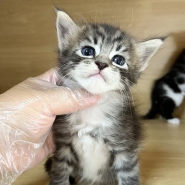 サイベリアン【東京都・男の子・2023年5月28日・ブラウンタビー&ホワイト】の写真「口元がマルマルです😻白い可愛い手袋🧤」