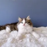 サイベリアン【東京都・女の子・2023年7月10日・ブラウンタビー&ホワイト】の写真2