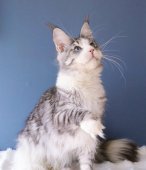 メインクーン【・男の子・2023年1月1日・シルバータビー&ホワイト】