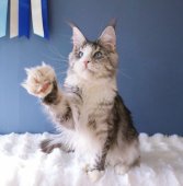 メインクーン【・男の子・2023年1月1日・シルバータビー&ホワイト】