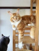 メインクーン【・男の子・2022年1月15日・レッドタビー】