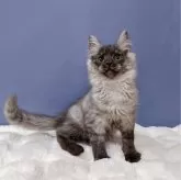 メインクーン【東京都・女の子・2024年1月29日・スモークブラック】の写真4