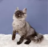 メインクーン【東京都・女の子・2024年1月29日・スモークブラック】の写真5