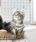 メインクーン【東京都・女の子・2022年11月19日・ブラウンタビー】の写真5