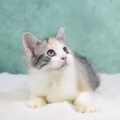 サイベリアン【東京都・女の子・2025年6月1日・キャリコタビー&ホワイト】の写真9