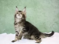 メインクーン【東京都・男の子・2024年11月22日・ブラウンタビー】の写真10