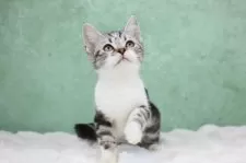 アメリカンショートヘア【東京都・女の子・2025年9月28日・シルバータビー&ホワイト(白手袋)】の写真10