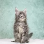 メインクーン【東京都・女の子・2025年8月10日・ブルーシルバータビー】の写真11