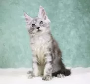 メインクーン【東京都・男の子・2025年7月26日・シルバータビー】の写真11