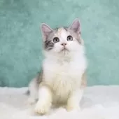 サイベリアン【東京都・女の子・2025年6月1日・キャリコタビー&ホワイト】の写真10