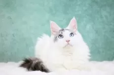 メインクーン【東京都・男の子・2025年4月15日・シルバータビー&ホワイト】の写真7