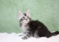 メインクーン【東京都・男の子・2024年11月22日・シルバータビー】の写真12