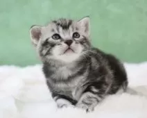 アメリカンショートヘア【東京都・男の子・2025年3月30日・シルバータビー】の写真9