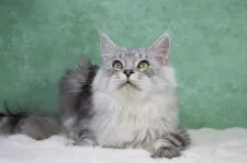 メインクーン【東京都・男の子・2025年6月1日・シルバータビー&ホワイト】の写真12