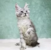 メインクーン【東京都・男の子・2025年7月26日・シルバータビー】の写真12