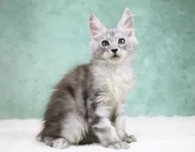 メインクーン【東京都・男の子・2025年7月26日・シルバータビー】の写真13