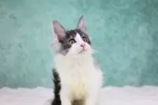 メインクーン【東京都・女の子・2025年9月5日・ブラックスモーク&ホワイト】の写真13