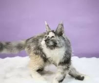 メインクーン【東京都・女の子・2024年9月22日・トーティー・スモーク】の写真5