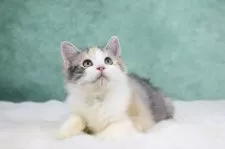 サイベリアン【東京都・女の子・2025年6月1日・キャリコタビー&ホワイト】の写真12