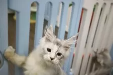 メインクーン【東京都・女の子・2024年9月22日・シルバートーティータビー】の写真14