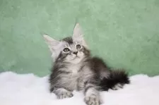 メインクーン【東京都・男の子・2024年11月22日・シルバータビー】の写真14