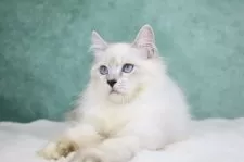 サイベリアン【東京都・男の子・2025年6月1日・リンクス&ホワイト】の写真14