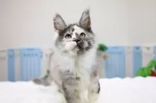 メインクーン【東京都・女の子・2024年9月22日・トーティー・スモーク】の写真8