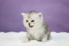 サイベリアン【東京都・男の子・2025年1月23日・シルバータビー】の写真15