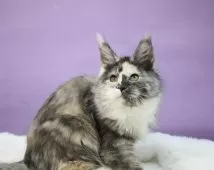 メインクーン【東京都・女の子・2024年9月22日・トーティー・スモーク】の写真2