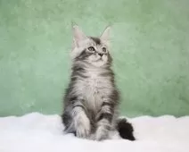 メインクーン【東京都・男の子・2024年11月22日・シルバータビー】の写真15