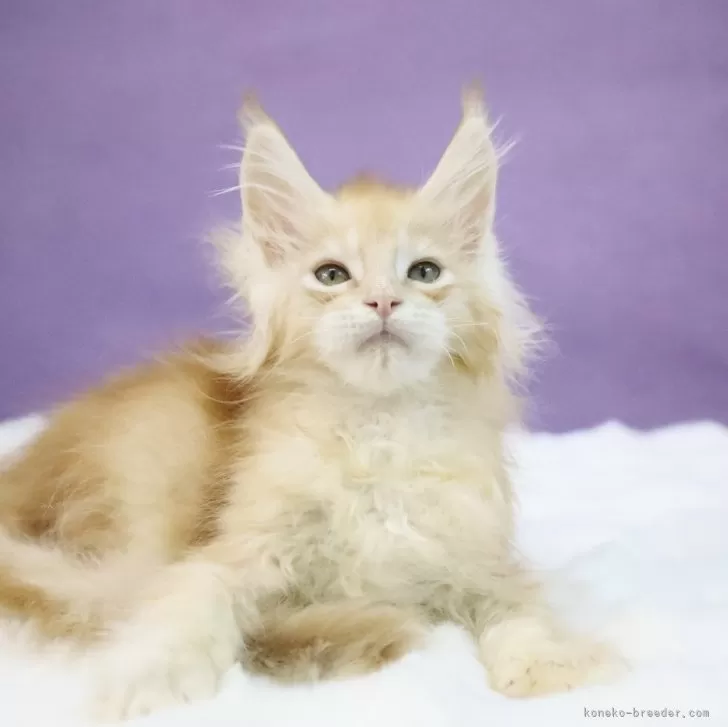 ID:2503-00782の子猫
