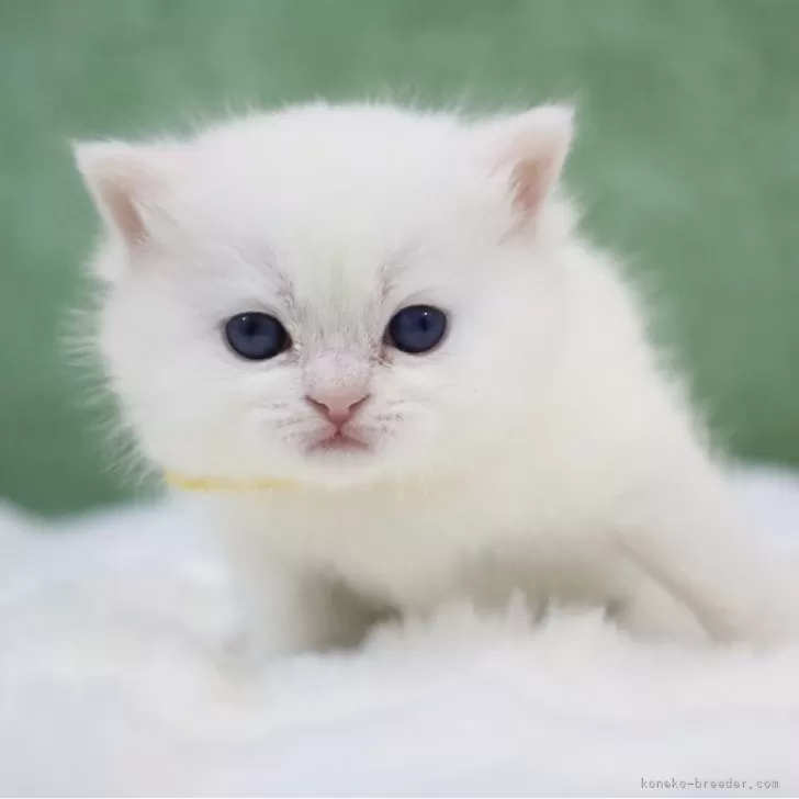 ID：2502-00484の子猫