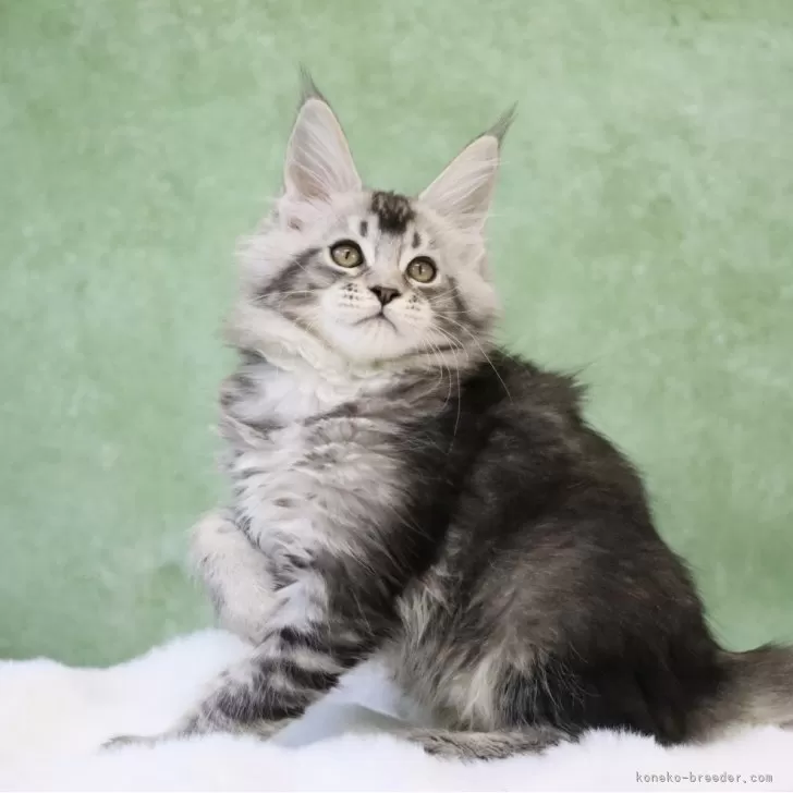 ID：2502-00486の子猫