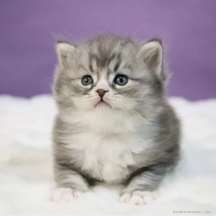 ID：2502-02255の子猫