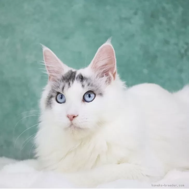 メインクーン【東京都・男の子・2025年4月15日・シルバータビー&amp;ホワイト】の写真1