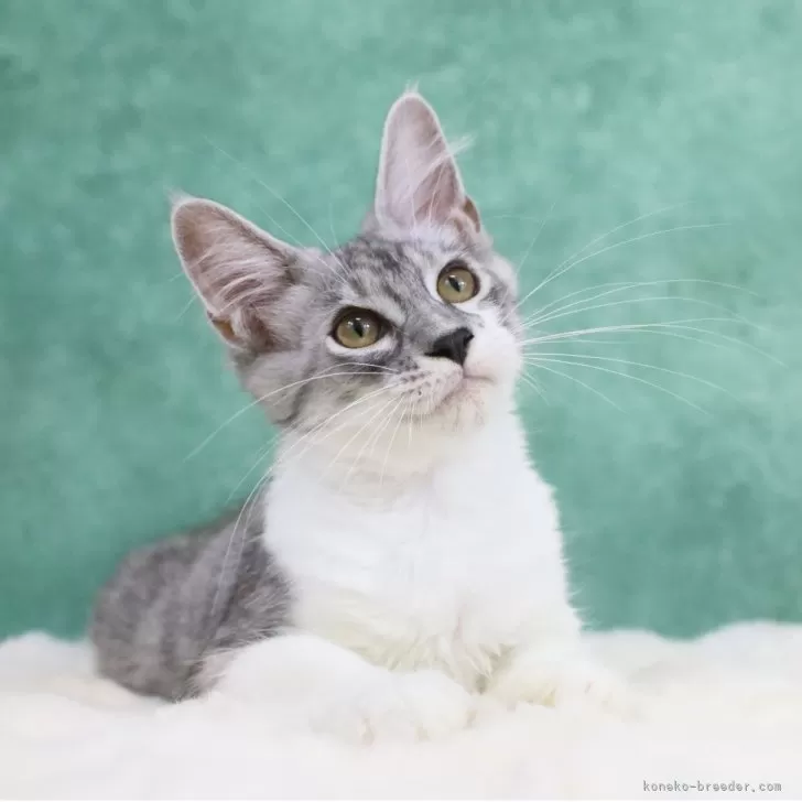 メインクーン【東京都・男の子・2025年4月15日・シルバータビー&amp;ホワイト】の写真1