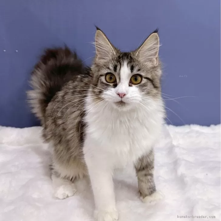 ID：2410-01082の子猫