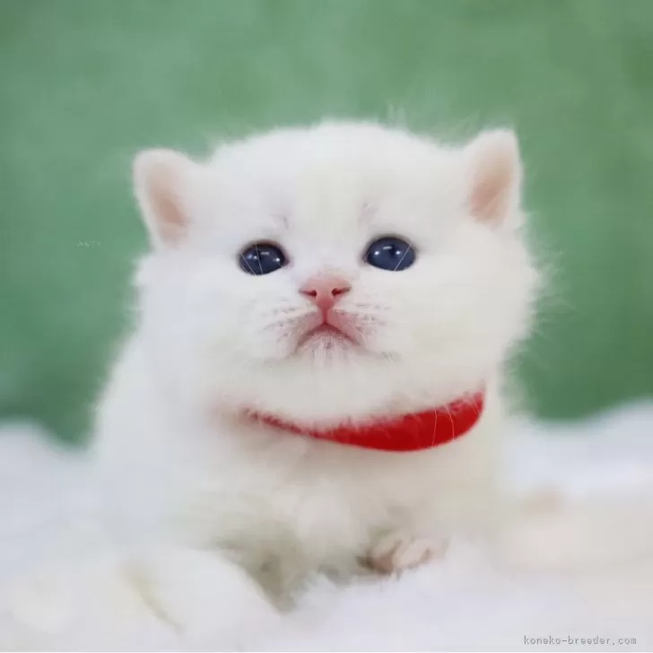 M.A 様のお迎えした子猫