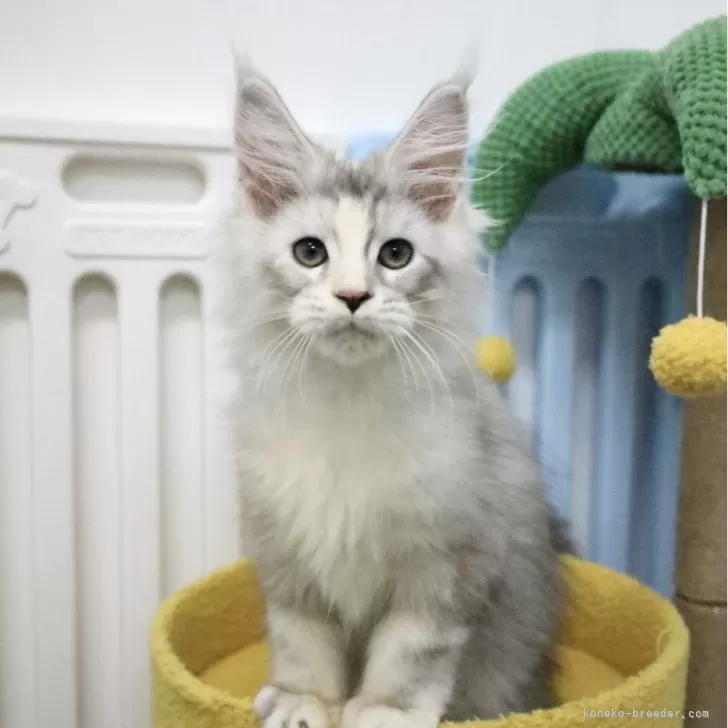 ID:2412-02247の子猫