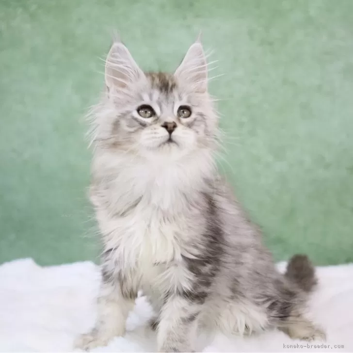 ID：2502-00691の子猫