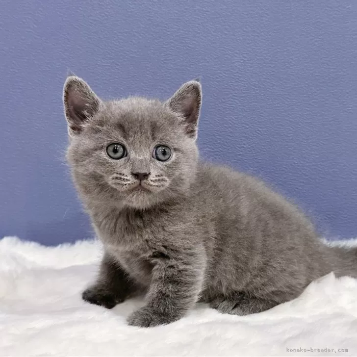 ID:2412-02338の子猫