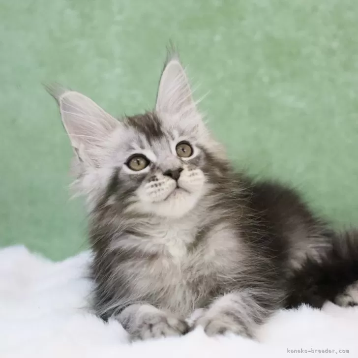 ID：2502-00490の子猫