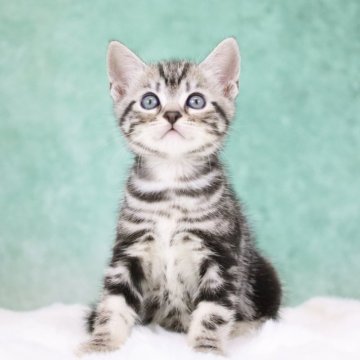 アメリカンショートヘア【東京都・男の子・2025年9月30日・シルバータビー】の写真「食欲もりもり・はっきり綺麗な模様」