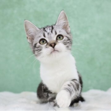 アメリカンショートヘア【東京都・女の子・2025年9月28日・シルバータビー&ホワイト(白手袋)】の写真「柄が綺麗な子・遺伝子🧬クリア」