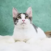 メインクーン