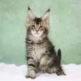 メインクーン【東京都・男の子・2024年11月22日・ブラウンタビー】の写真1