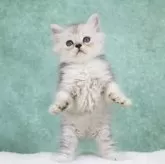 サイベリアン