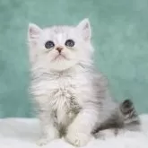 サイベリアン